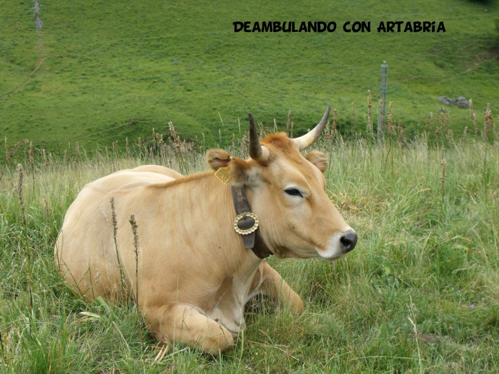 DSCF0320 1024x768 - Un fin de semana en Somiedo (Asturias)