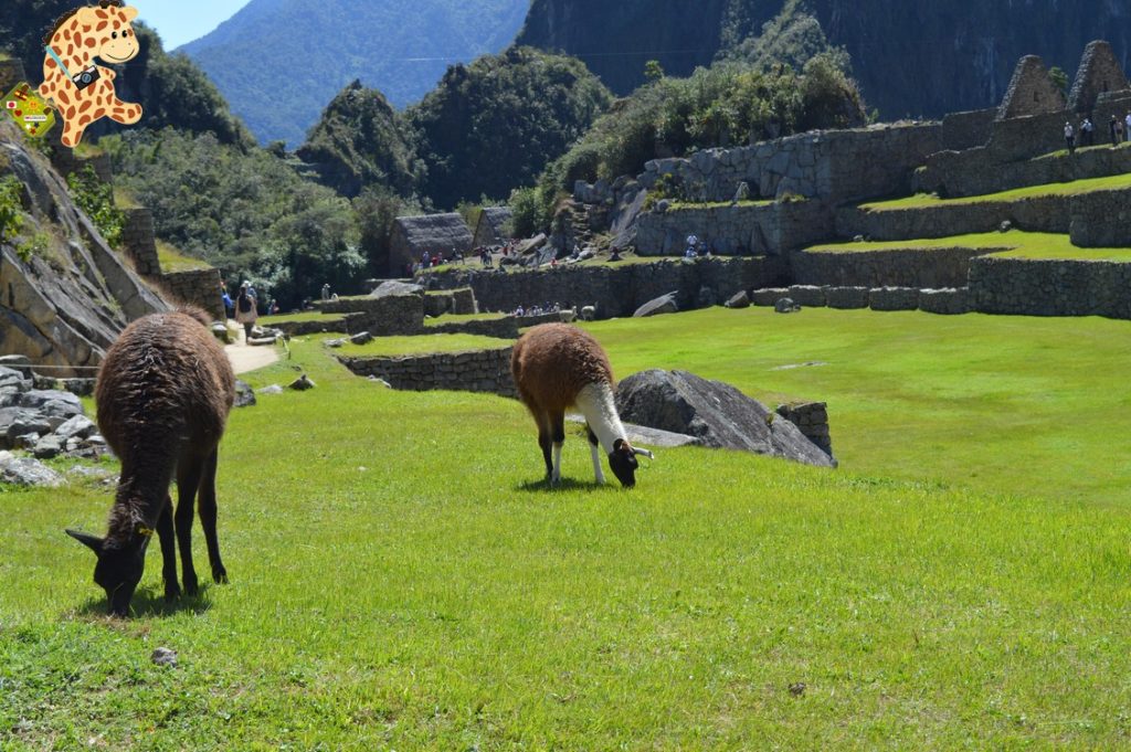 UndC3ADaenMachuPicchu284429 1024x681 - Un día en Machu Picchu