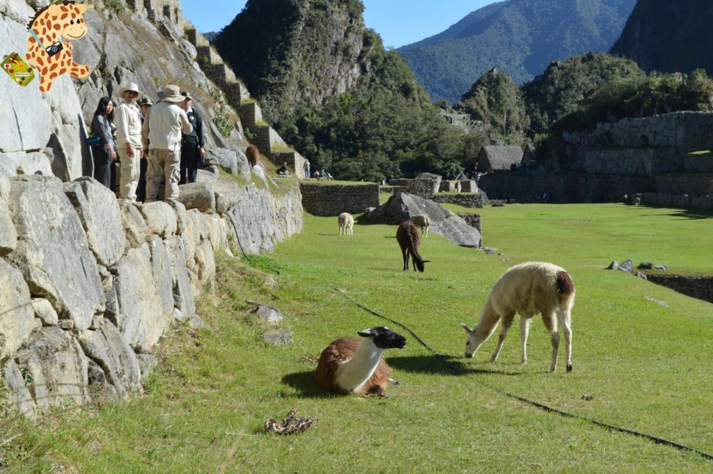 UndC3ADaenMachuPicchu28829 1024x681 - Un día en Machu Picchu