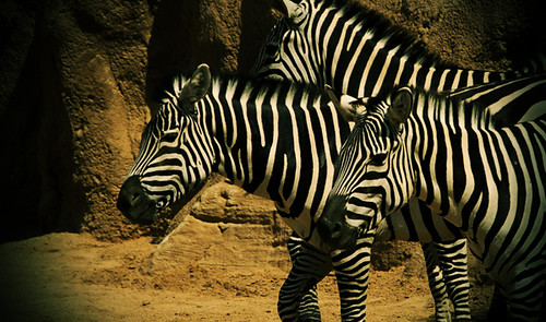 African Animals @ Bioparc Valencia