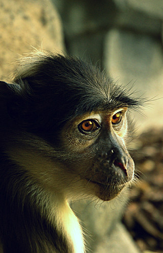 African Animals @ Bioparc Valencia