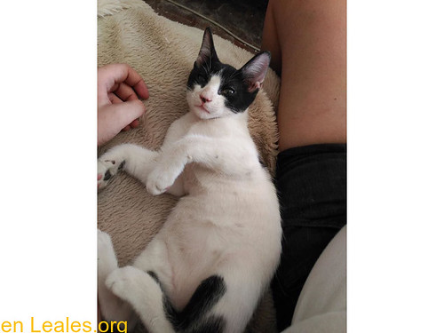 Gatos ya adoptados » Madrid » Limon, 3 meses en adopción » Lima y Limón fueron rescatados con tan sólo unos días de vida. Han sido criados a biberón, y ya están fuertes y sanos pa...